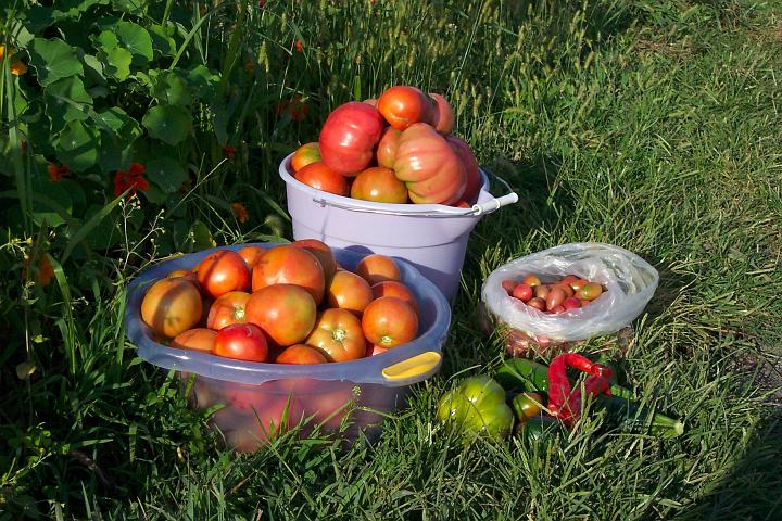 My tomatoes 110.jpg